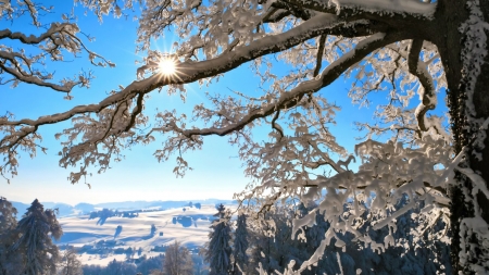 amazing winter scene - ice, sunshine, trees, hills, snow, winter