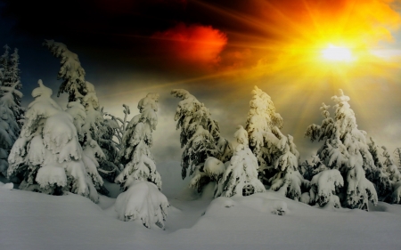 fantastic winter shine - snow, forest, rays, sun