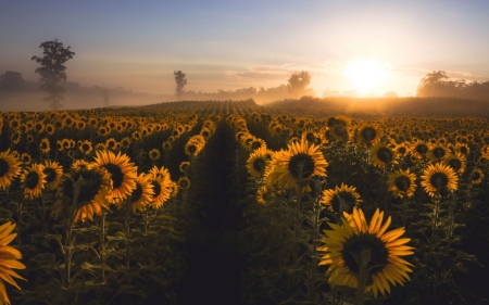 Sunflower - sunflower, nature, leaf, tree