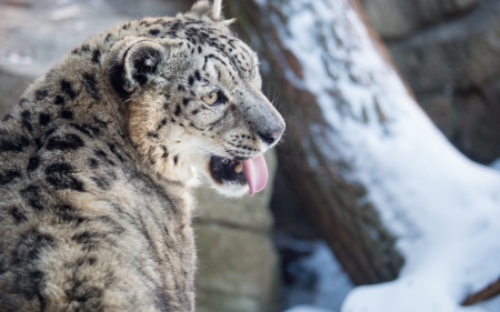 Leopard - leopard, animal, winter, snow