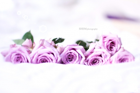 Roses - photography, purple, roses, soft