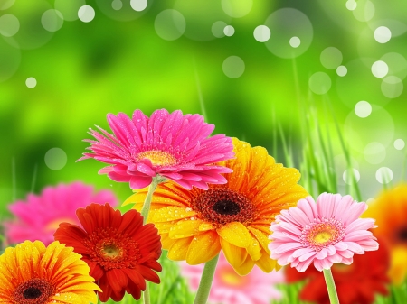 Pretty gerberas - flowers, pretty, gerberas, beautiful, background, lovely