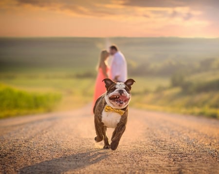 Dog running - kissing, cute, dog, couple, love