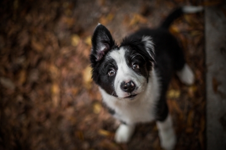 Puppy - black, white, animal, funny, border collie, cute, dog, puppy