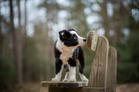 Puppy - black, white, animal, border collie, wood, dog, puppy