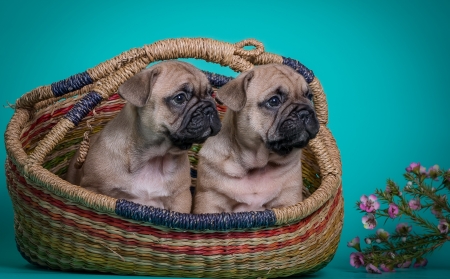 French bulldog - couple, dog, french bulldog, blue, animal, basket, cute, flower