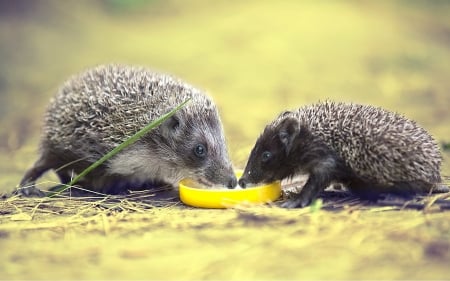 Hedgehogs - lemon, hedgehogs, yellow, animal, arici, cute