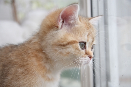 Kitten - white, cat, orange, animal, ginger, kitten