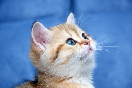 Kitten - cat, blue, animal, sweet, cute, kitten