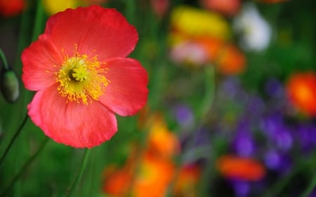 Poppy - yellow, red, green, summer, flower, poppy