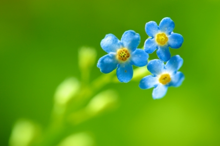 Little flowers - yellow, blue, green, flower, little