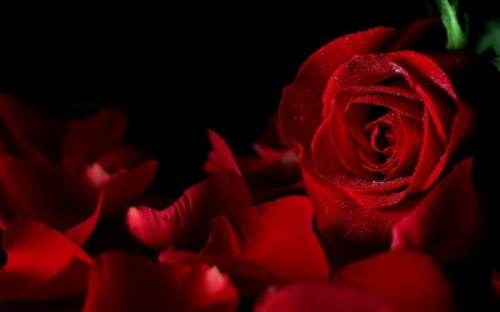 Rose - petals, red, rose, black, flower