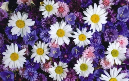 Flowers - skin, carpet, chrysanthemum, daisy, white, purple, yellow, pink, texture, flower