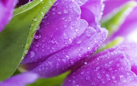 Tulips - purple, macro, water drops, green, tulip