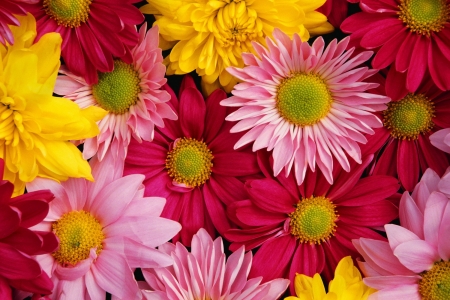 Flowers - skin, autumn, carpet, chrysanthemum, yellow, pink, red, texture, flower