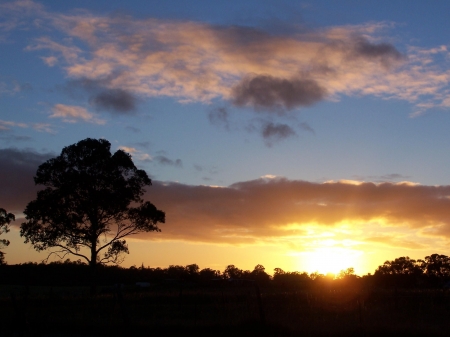 Tree at Sunset - nature, sunset, trees, clouds