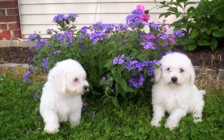 Two Cuties - animal, white, flowers, dog