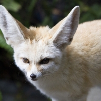 Fennec fox