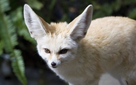 Fennec fox - animal, ears, jungle, fox