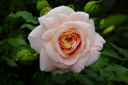 Rose - nature, rose, flower, beautiful