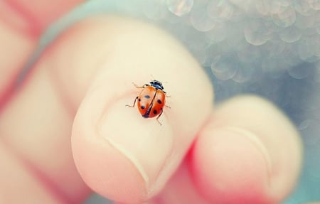 Good Luck - feel, fingers, soft, ladybug, photography, cute