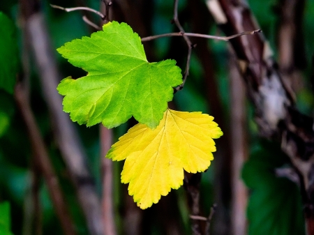 Welcome Autumn - leave, nature, tree, autumn