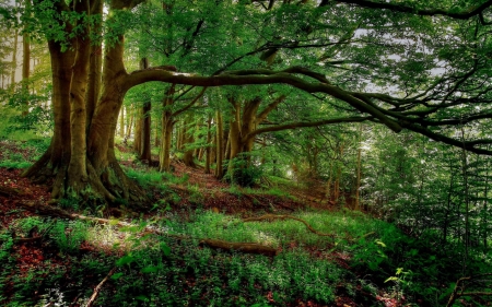 magical forest - hill, weeds, forest, leaves, limbs