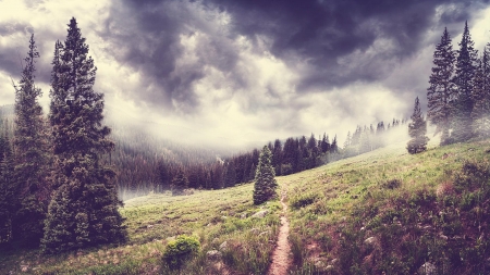 Landscape - nature, landscape, fog, tree, grass, mist