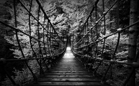 jungle suspension bridge in BW - suspension, slats, bw, bridge, jungle