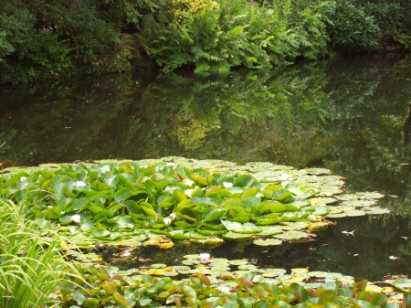 The Lily Pond in the park - flowers, forest, water, pond