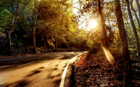 curving forest road - sunshine, autumn, forest, leaves, road