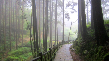 forest trail to suspension bridge - suspension, trail, forest, stones, bridge, mist