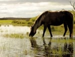 horse grazing grass in a marsh