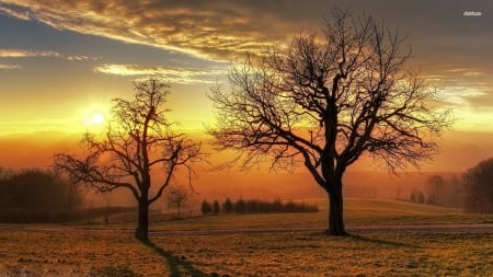 late autumn sunset - tree, autumn, field, sunset