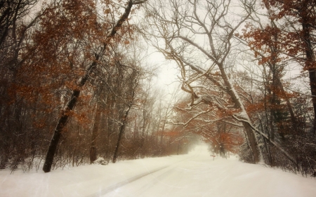 Snow - nature, tree, path, snow