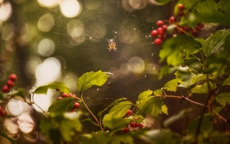 Spider - nature, web, insect, spider