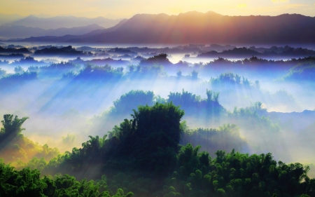 Mist - forest, fog, nature, mist