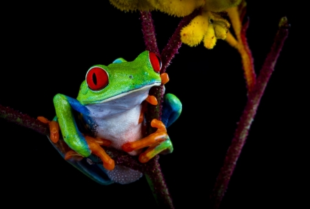 Frog - red, animal, black, frog, orange, yellow, green