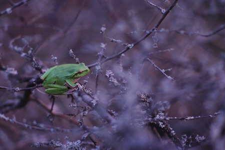 Frog - frog, purple, animal, green