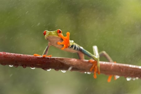 Frog - funny, animal, rain, cute, water drops, frog, orange, branch, green