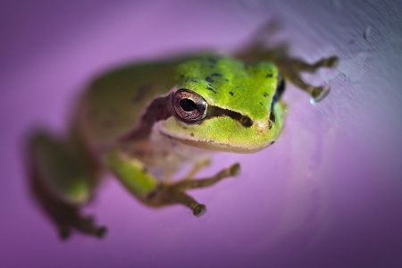 Into the purple - purple, animal, pink, frog, green