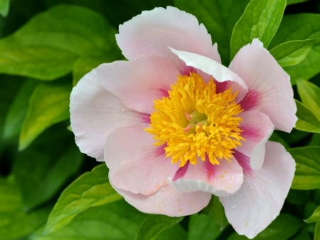 Peony - white, yellow, pink, green, peony, flower