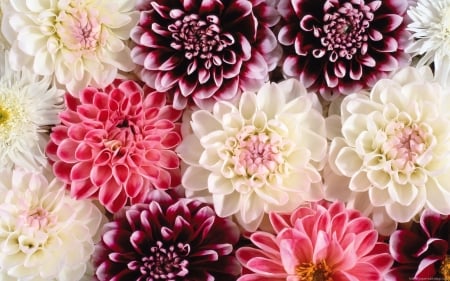 Flowers - white, red, carpet, flower, pink, chrysanthemum, skin, autumn