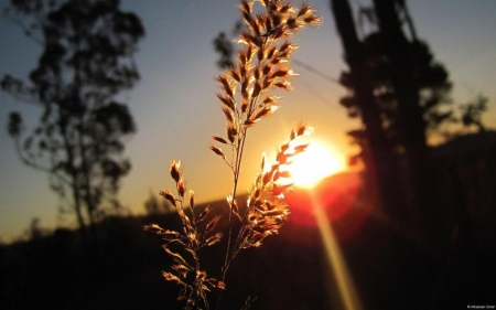 Wheat - wheat, photography, sun, summer, field, wallpaper, meadow, sunset, nature, abstract, dawn, dusk, grass, cereal, sunrise