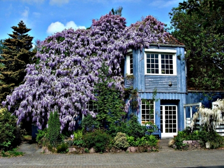 Wisteria - blossoms, tree, house, garden, spring, flower