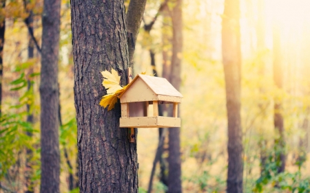 Bird Feeder - leaf, tree, feeder, bird