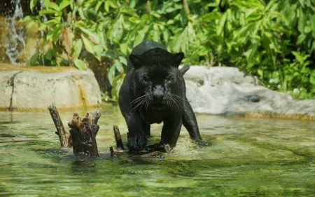 Jaguar - animal, black, jaguar, river