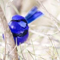 Blue Bird