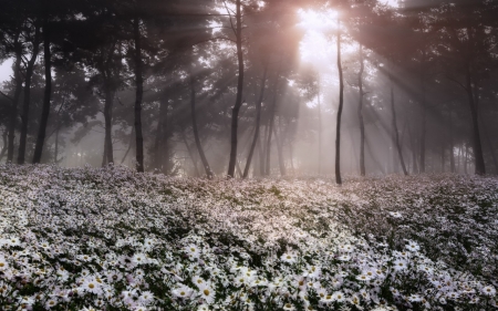 Flowers - nature, tree, flowers, sunset