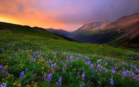 Flowers - cloud, sky, flower, nature